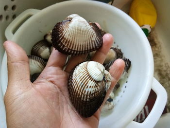 Close-up of person holding seashells