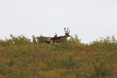 Deer in a field