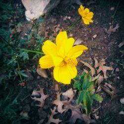 Close-up of yellow flower