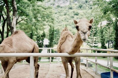 Camels standing in forest