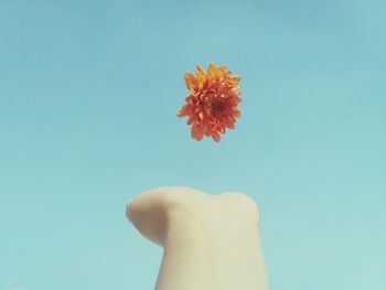 Low angle view of hand with flower against clear sky