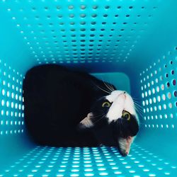 Portrait of cat on blue floor