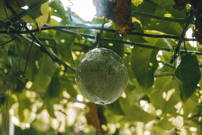 Close-up of fruits on tree