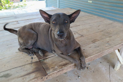 Portrait of dog sitting on wooden floor