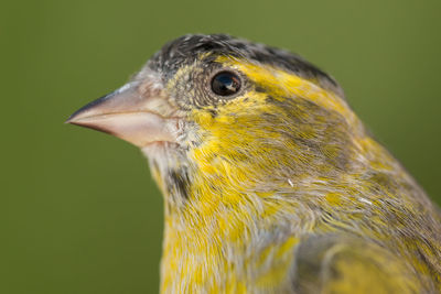 Close-up of a bird looking away