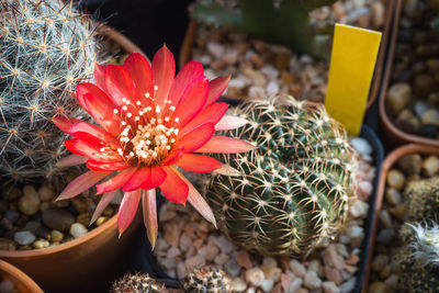 Close-up of cactus flower pot