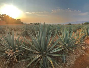 Plants growing on land against sky during sunset