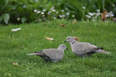 Birds on grass