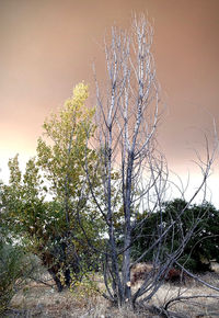 Bare tree against sky