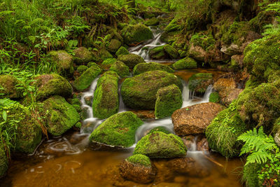High angle view of trees in forest