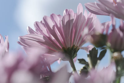 Close-up of pink flowering plants against sky