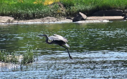Gray heron flying over lake