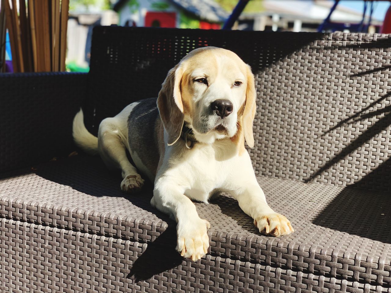 DOG RELAXING ON SOFA AT HOME