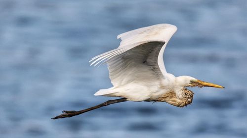 Close-up of seagull flying