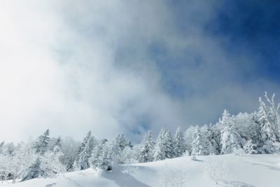 Snow covered land and trees against sky