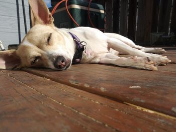 Dog sleeping on wooden floor