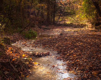 Scenic view of forest during autumn