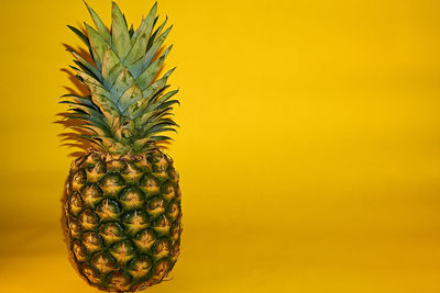 Close-up of fruit against white background