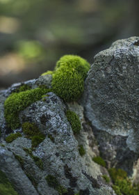 Close-up of moss on rock