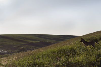 Sheep standing on grassy field against clear sky