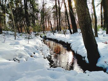 Scenic view of snow covered trees