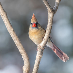 Bird perching on branch