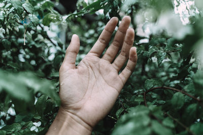 Close-up of hand against plants
