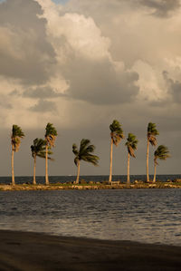 Palm trees on beach against sky