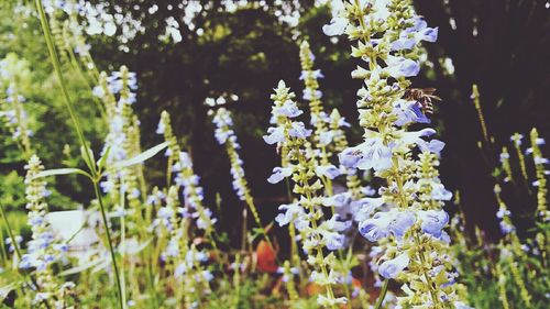 Close-up of purple flowers