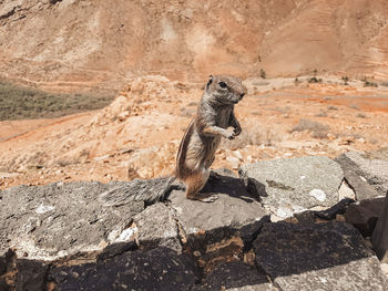 View of lizard on rock