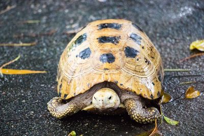 Close-up of tortoise