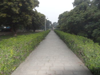 View of footpath along trees