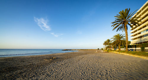 Palm trees on beach against sky