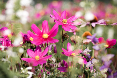 Close-up of bee on pink flowers