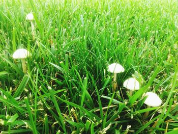 High angle view of white flowers on grass