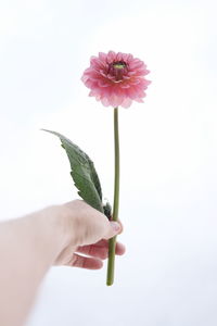 Close-up of hand holding pink flower against white background