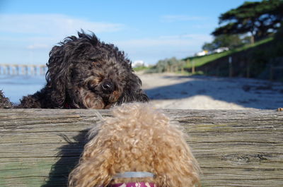 Close-up portrait of dog against sky