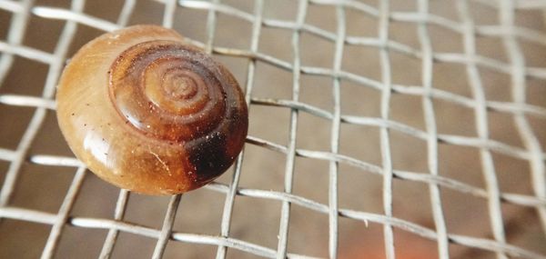 Snail shell captured
