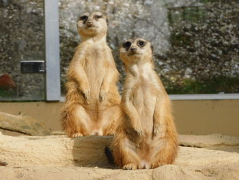 Lion sitting on rock