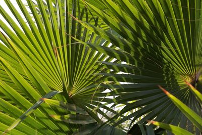 Close-up of palm tree leaves