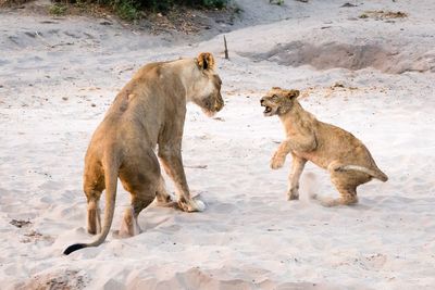 Lioness and lion cub on sand