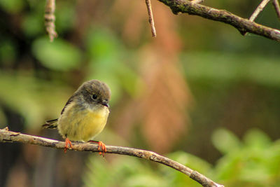Close-up of bird perching on branch