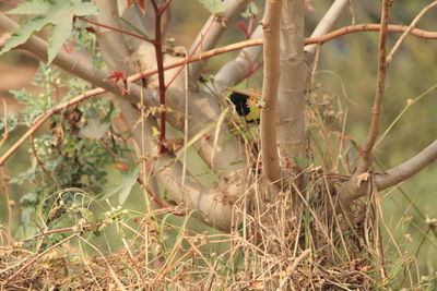 Close-up of lizard on branch