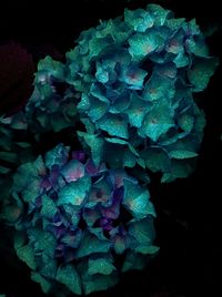 Close-up of green hydrangea flowers