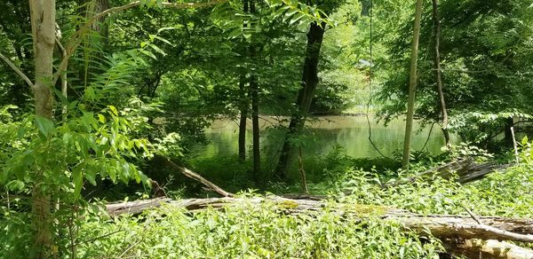 Scenic view of lake in forest