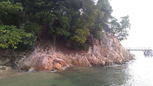 Scenic view of river in forest