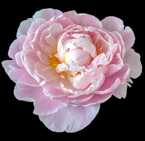 Close-up of pink rose against black background