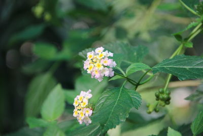 Close-up of flowering plant
