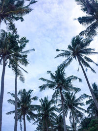 Low angle view of palm trees against sky