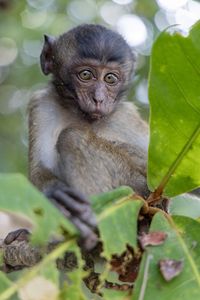 Close up portrait of baby monkey sitting in the trees looking at camera in thailand 